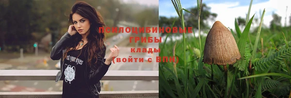 амф Гусев